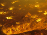 An underwater view of a spectacled caiman waiting to catch fish