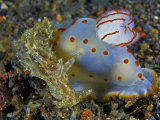 A Gymnodoris ceylonica nudibranch feeding on a sea hare