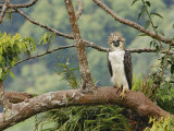 A female Philippine eagle perches on a branch beside her nest