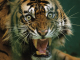 Close-up of a snarling tiger (Panthera tigris)