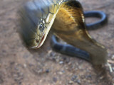 A King Cobra Strikes in Self-Defense During a Match Against a Man