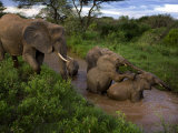 A mother cares for two calves orphaned by the deaths of their mothers