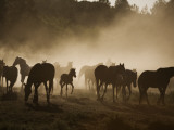 Protected Mustangs in the Morning Mist at the Wild Horse Sanctuary