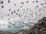 Dovekies Returning from Sea to Nest after Feeding on Copepods