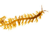 A toxic Pteraeolidia ianthina nudibranch