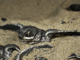 Leatherback turtle hatchlings emerge from their nest in the sand