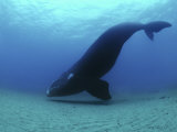 A southern right whale hovers inches over the sandy seafloor