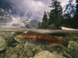 Spawning sockeye salmon in a shallow channel