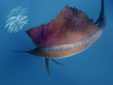 Preparing to strike  a sailfish circles a ball of sardines