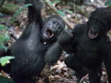 Playtime for a pair of juvenile western lowland gorillas