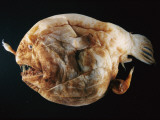 A female anglerfish