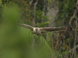 An adult eagle flies toward the nest with a stick in its bill
