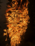 Six hundred acres of forest are destroyed by wildfire flames