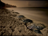 Leatherback turtles nesting on Grande Riviere Beach