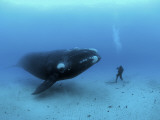 A diver has a close encounter wih a southern right whale