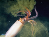 With angry eye and a cloud of ink  a jumbo squid flees from a diver