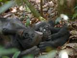 A young western lowland gorilla lies beside his napping mother