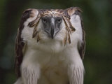 Portrait of a captive Philippine eagle