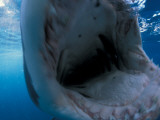 A Great White Shark Opens His Mouth Displaying Rows of  Sharp Teeth