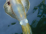 Behind eerie eyes of a Caribbean reef squid lies a very smart animal