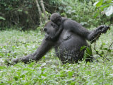 A juvenile rides on its mother's back as she feeds on swamp greens