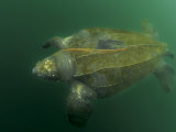 An adult male leatherback turtle feeding on a lion's mane jellyfish