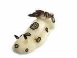 A toxic Jorunna funebris nudibranch