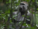 A gorilla patriarch waits the return of the females feeding elsewhere
