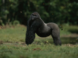 A Silverback Western Lowland Gorilla in Odzala Park