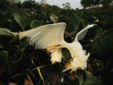 A great egret seized by a yellow anaconda's crushing coils
