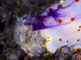 A Gymnodoris ceylonica nudibranch feeding on a sea hare