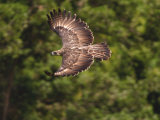 A female Philippine eagle leaving her nest to hunt for food