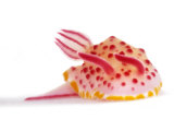 A toxic Mexichromis mariei nudibranch