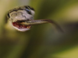 A Juvenile King Cobra Swallows Another Snake as a Meal