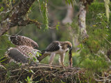 A male Philippine eagle and chick fighting over prey