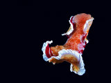 A toxic Hexabranchus sanguineus nudibranch