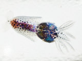 A transparent larval squid