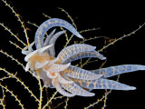 A toxic Phyllodesmium iriomotense nudibranch feeding on coral