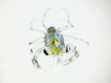 An unidentified marine micro fauna