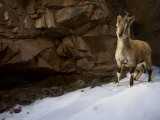 A blue sheep  prey of the endangered snow leopard