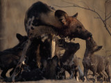 A Nursing Mother Regurgitates Food for Her Wild Dog Pups