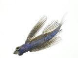 A juvenile flying fish