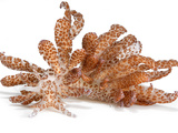 A toxic Phyllodesmium longicirrum nudibranch