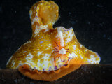An imperial shrimp feeding with a Ceratosoma nudibranch