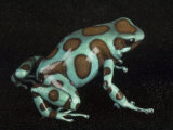 A green and black poison frog