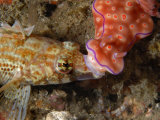 A Ceratosoma nudibranch crawls over a variable sabretooth blenny