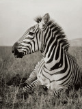 A Burchell's Zebra at Rest in the African Terrain