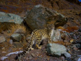 A remote camera captures an endangered snow leopard
