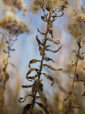 Dry plants on the Kansas prairie