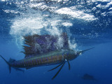 A sailfish grabs a sardine that was isolated from the main bait ball